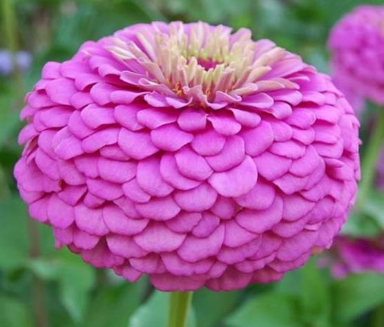 Zinnia Benarys Giant Lilac