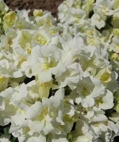 Snapdragon Madame Butterfly Ivory