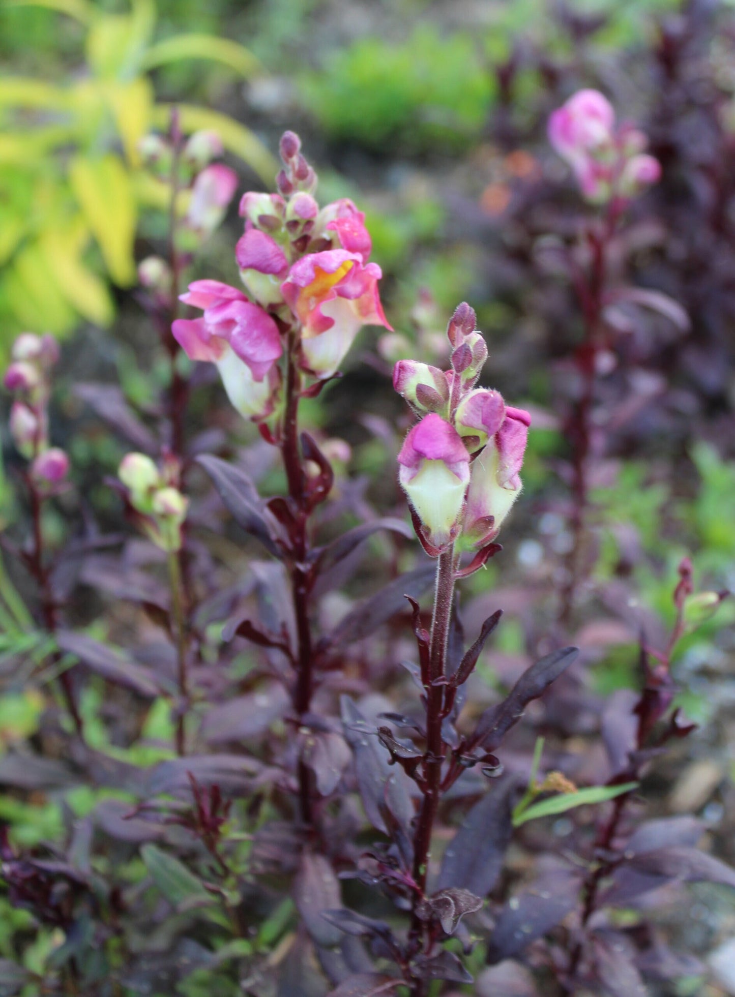 Snapdragon Dark Leaved Mix