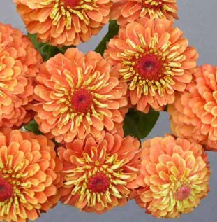 Zinnia Queen Lime Orange