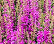 Salvia Pink Sunday