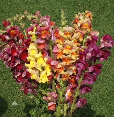 Snapdragon Tetra Mix