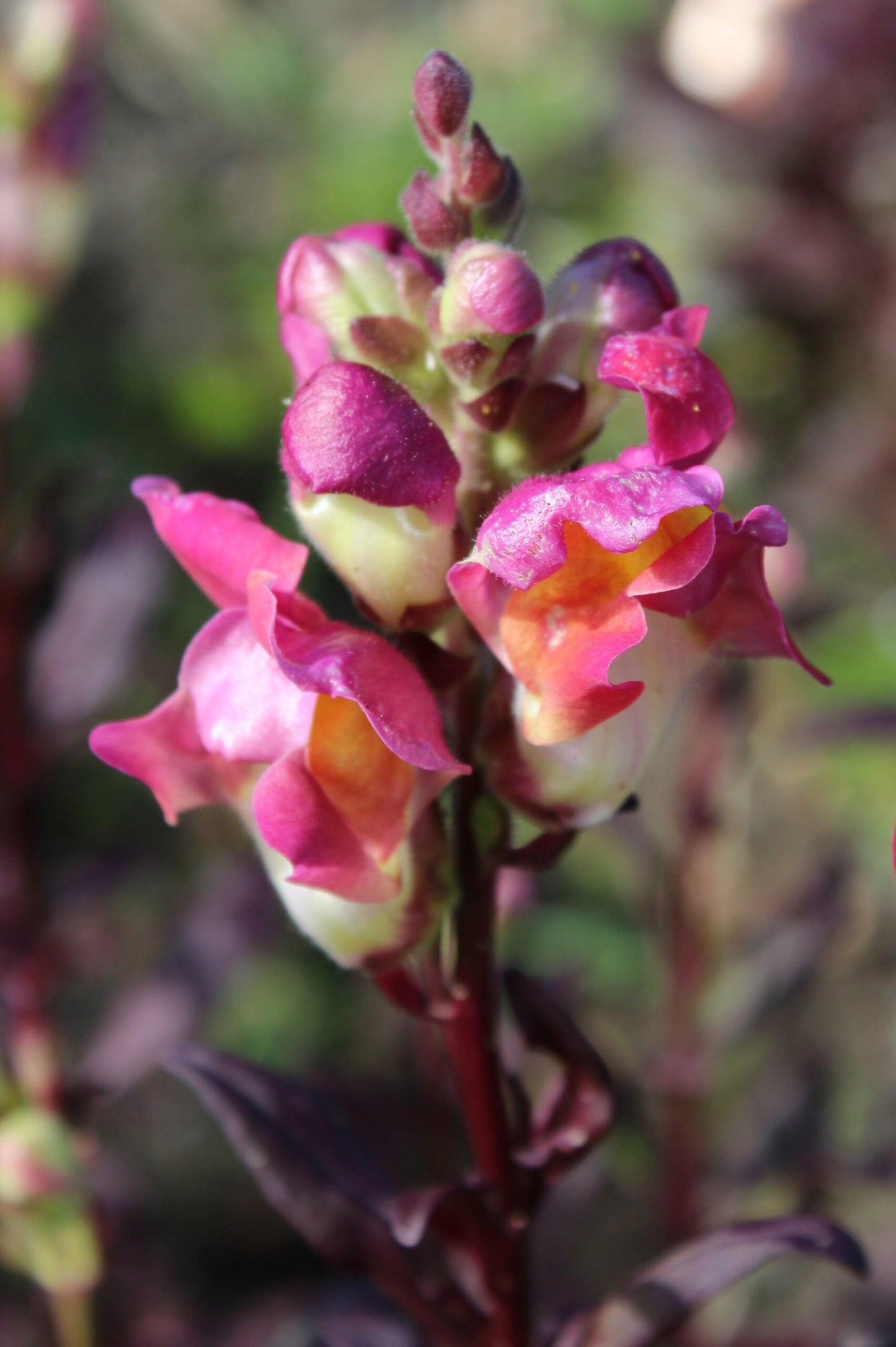Snapdragon Dark Leaved Mix