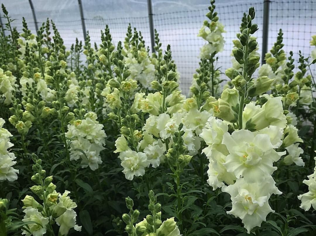 Snapdragon Madame Butterfly Ivory