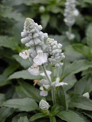Salvia Victoria White