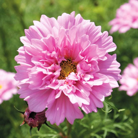 Cosmos Double Dutch Rose 25 Seeds, Cosmos bipinnatus seeds, Double Dutch Rose 25+ Seeds