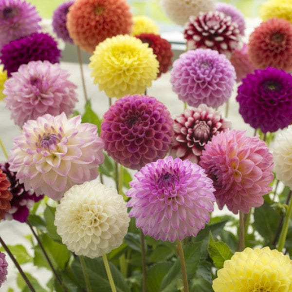 Dahlia Pompon Mix
