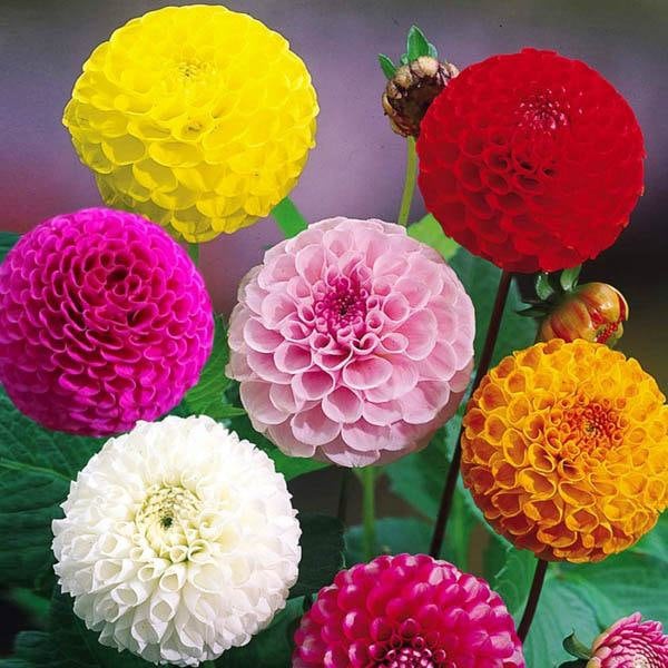 Dahlia Pompon Mix