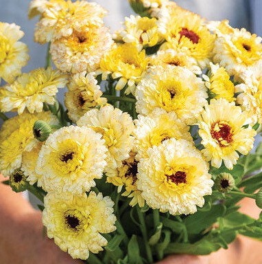 Calendula Ivory Princess
