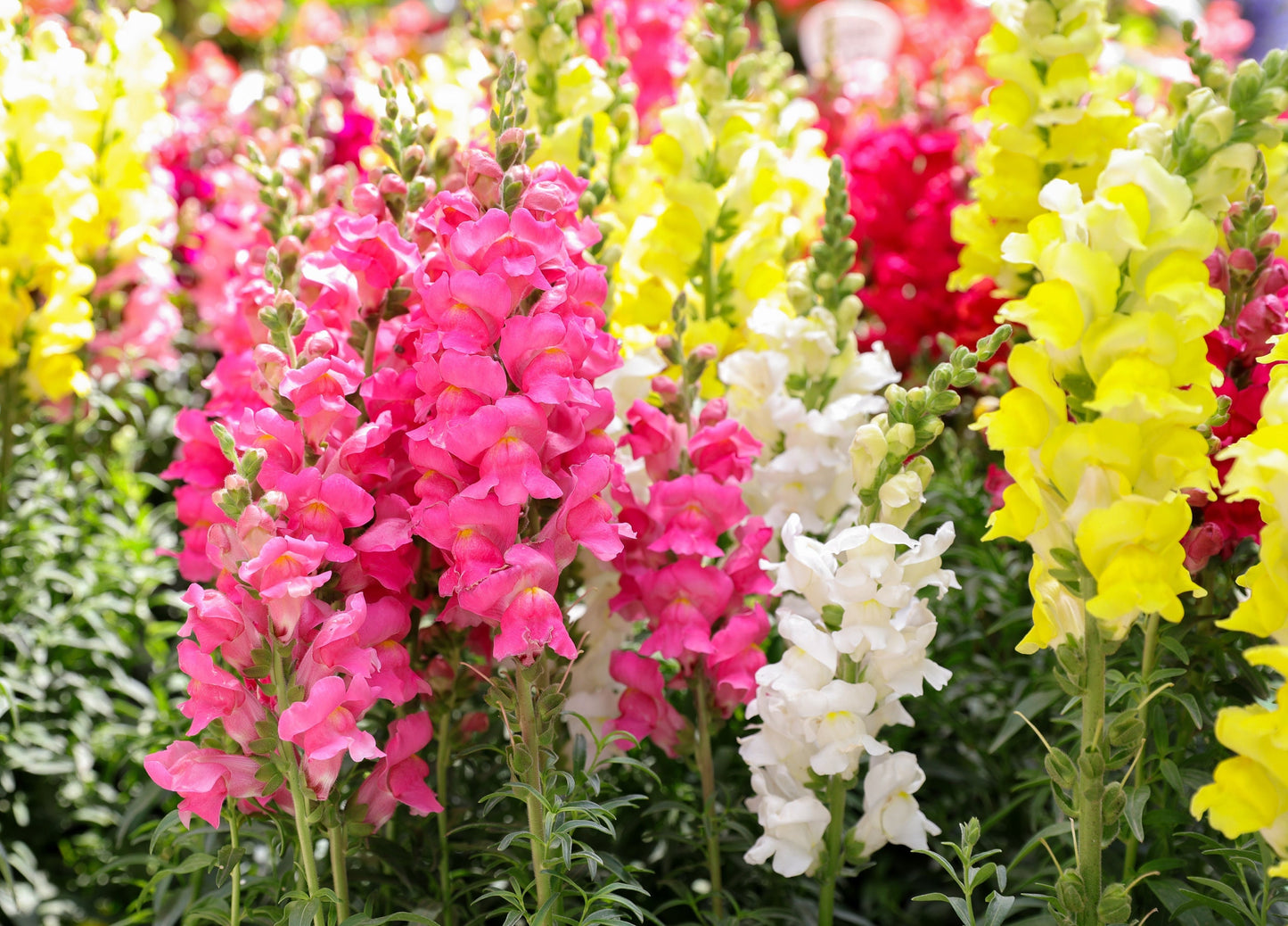 Snapdragon Tetra Mix