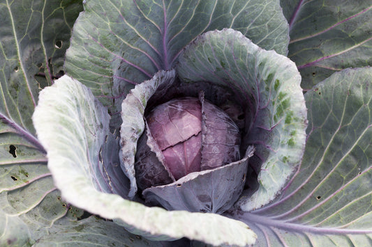 Red Acre Ornamental Cabbage 50+ Seeds, Brassica oleracea