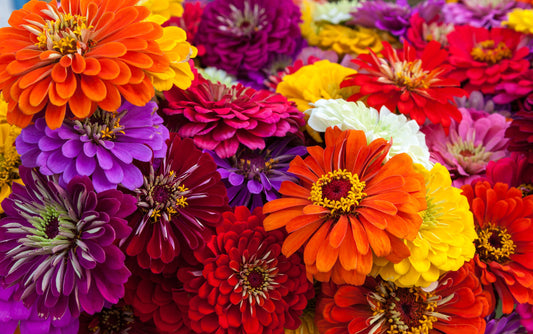 Zinnia Dahlia Flowered Mix