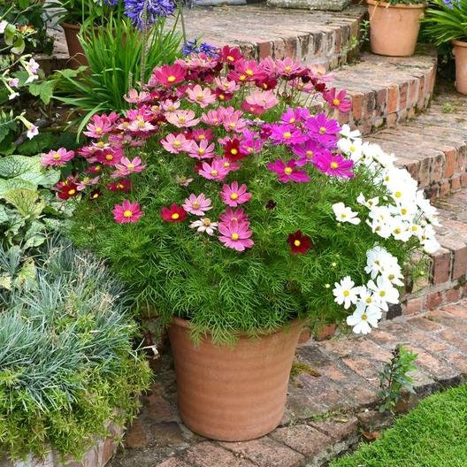 Cosmos Dwarf Mix