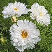 Cosmos Double Dutch White