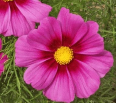 Cosmos Radiance