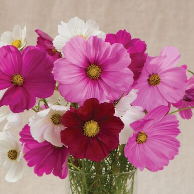 Cosmos Sea Shells Mix