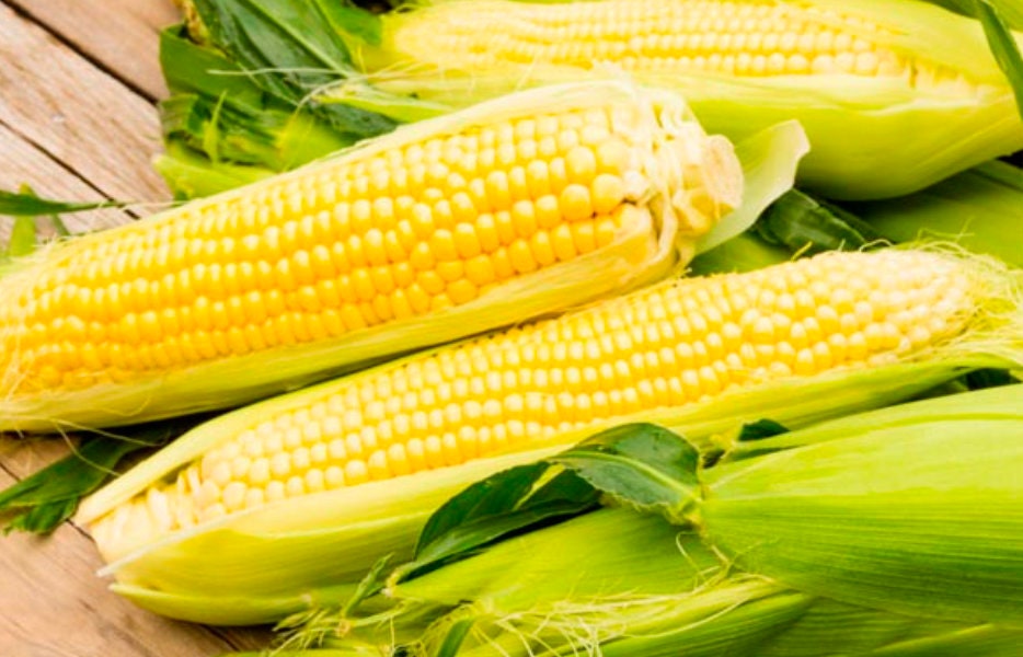 Corn Golden Bantam