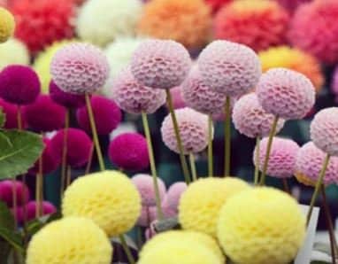 Dahlia Pompon Mix