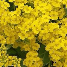 Alyssum Basket of Gold