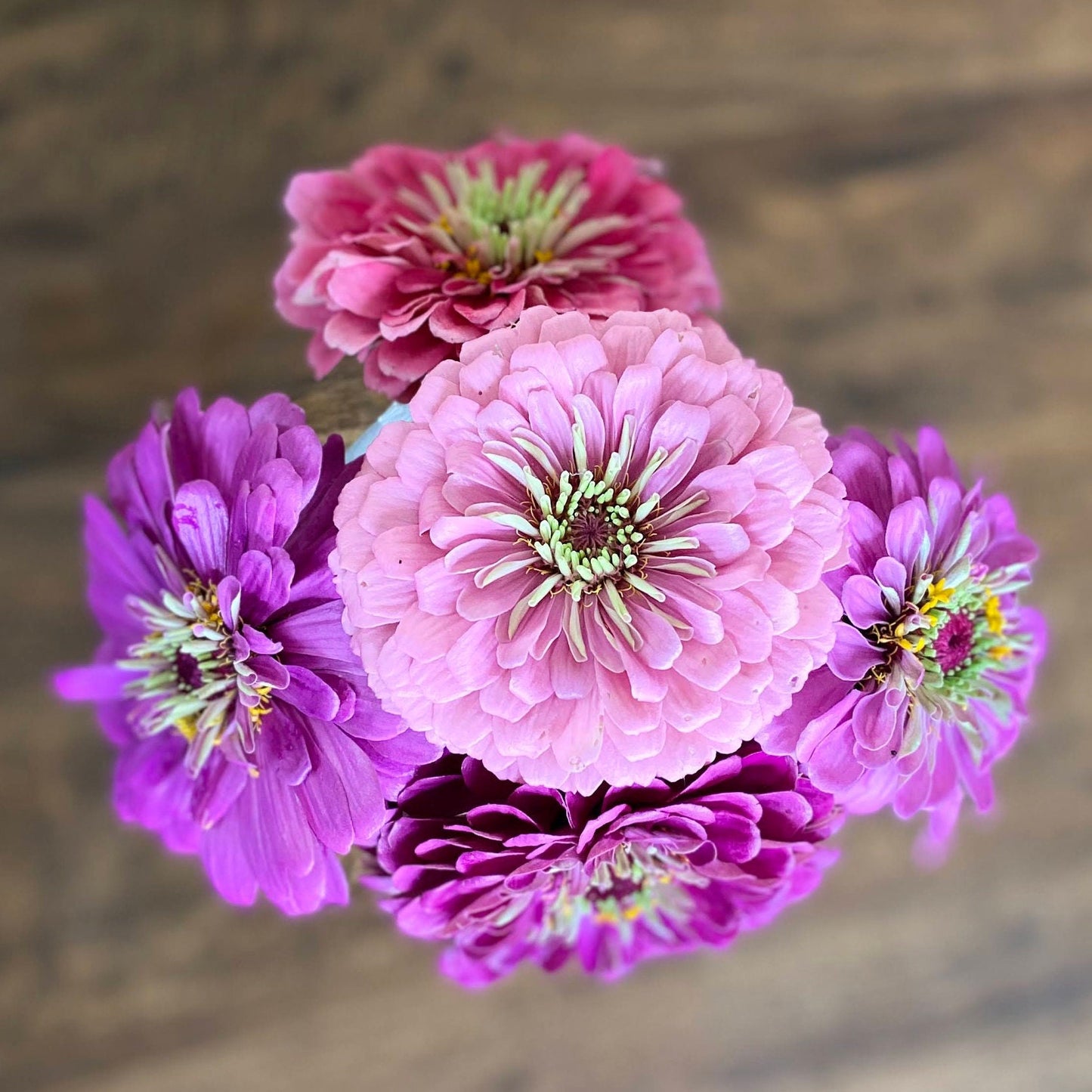 Zinnia Benary's Giant Mix