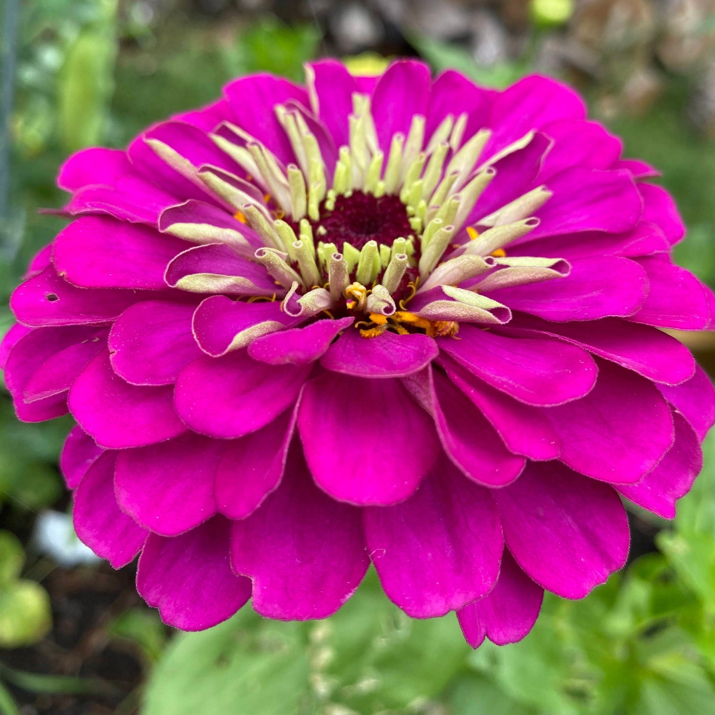 Zinnia Benary's Giant Mix