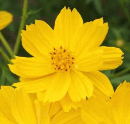 Cosmos Dwarf Gold Sulfur