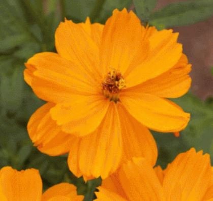 Cosmos Dwarf Orange Sulfur