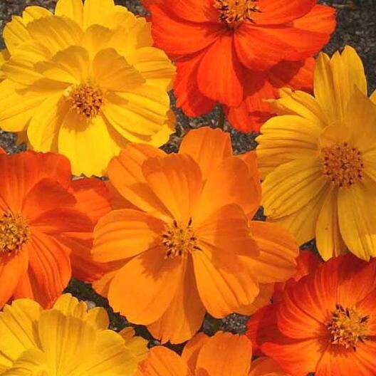 Cosmos Bright Lights Mix