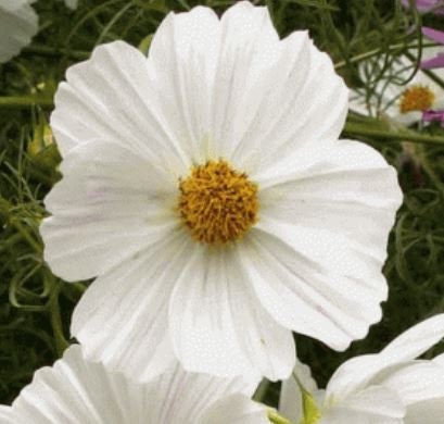 Cosmos Purity