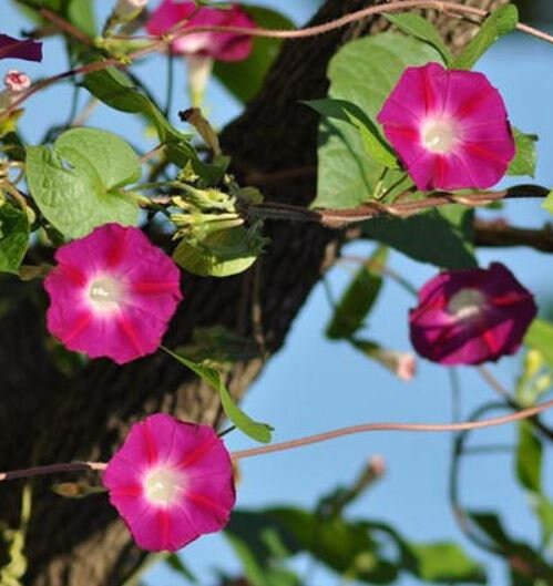 Morning Glory Scarlet O Hara