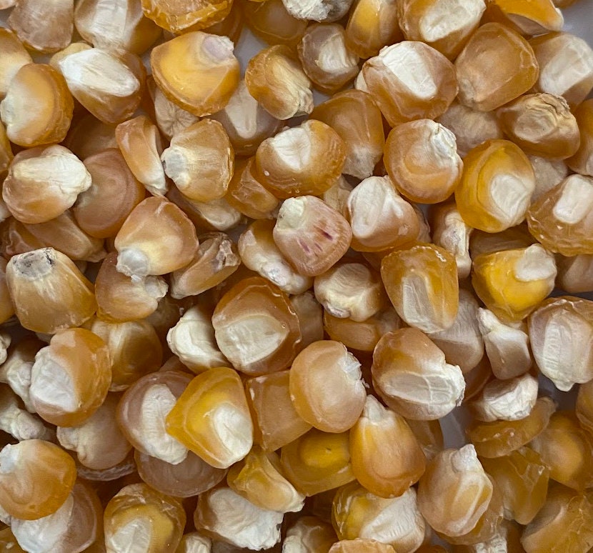 Corn Golden Bantam