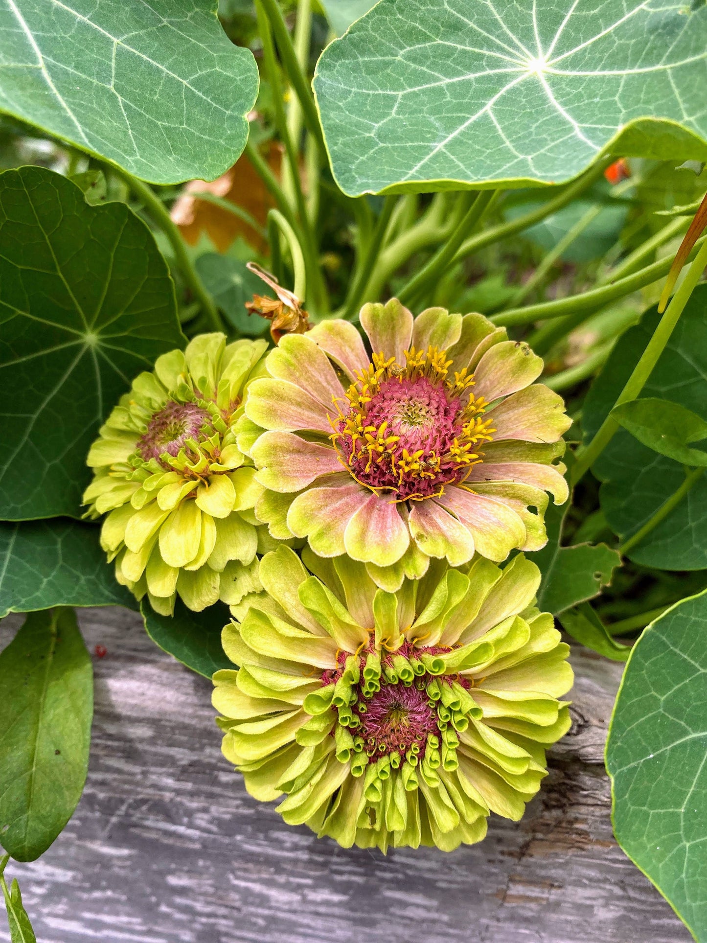 Zinnia Queen Mix