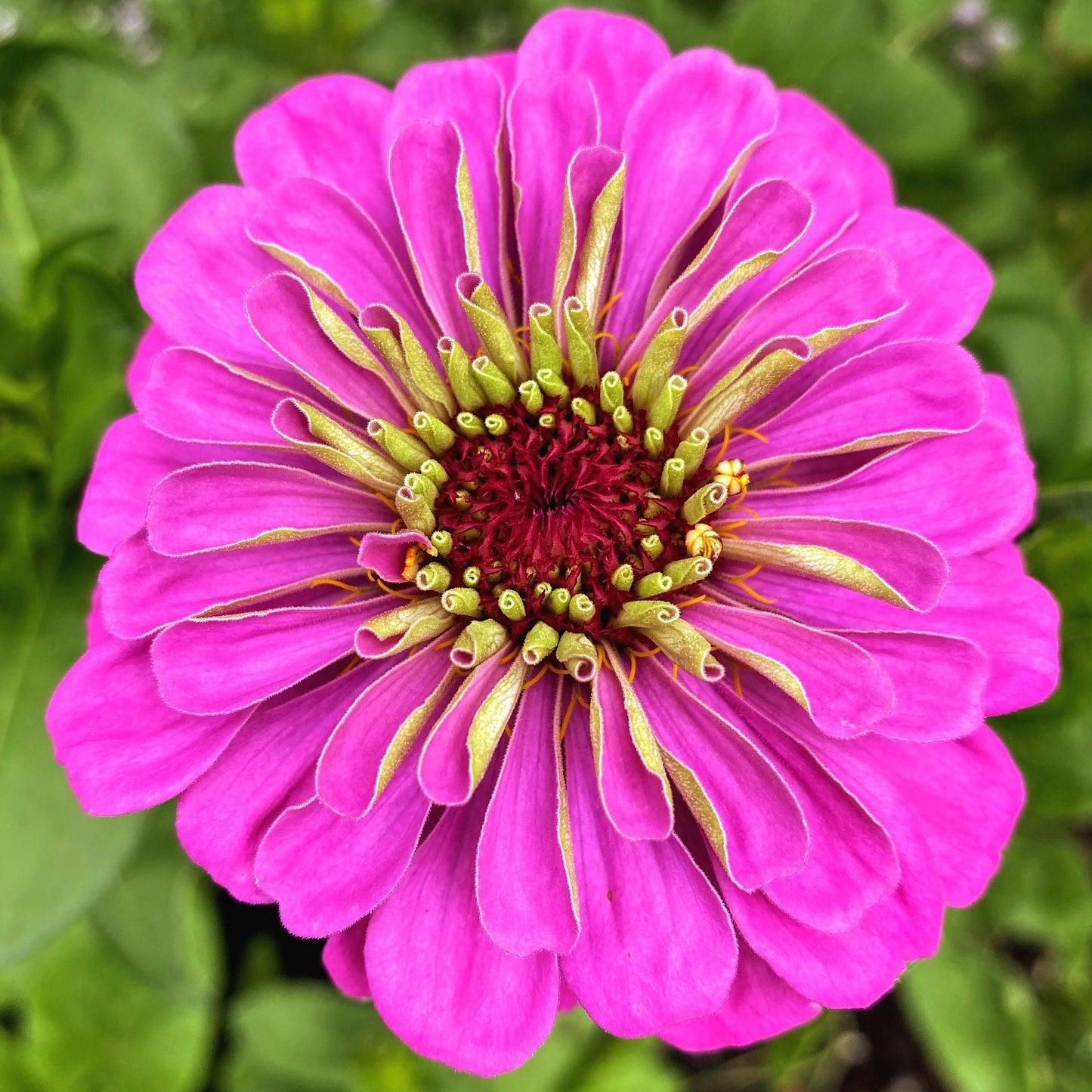 Zinnia Benarys Giant Lilac