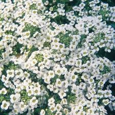 Alyssum Carpet of Snow