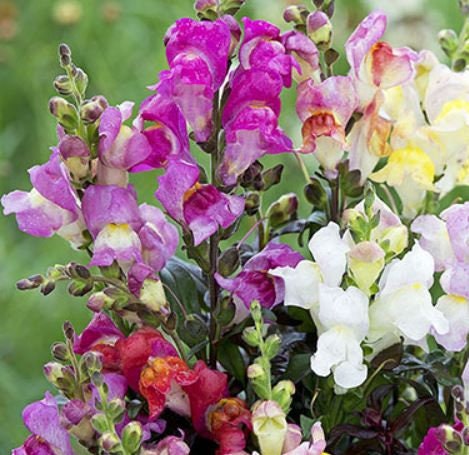 Snapdragon Twilight Mix 25+ Seeds