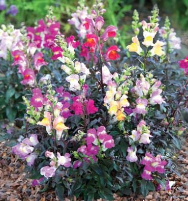 Snapdragon Twilight Mix 25+ Seeds