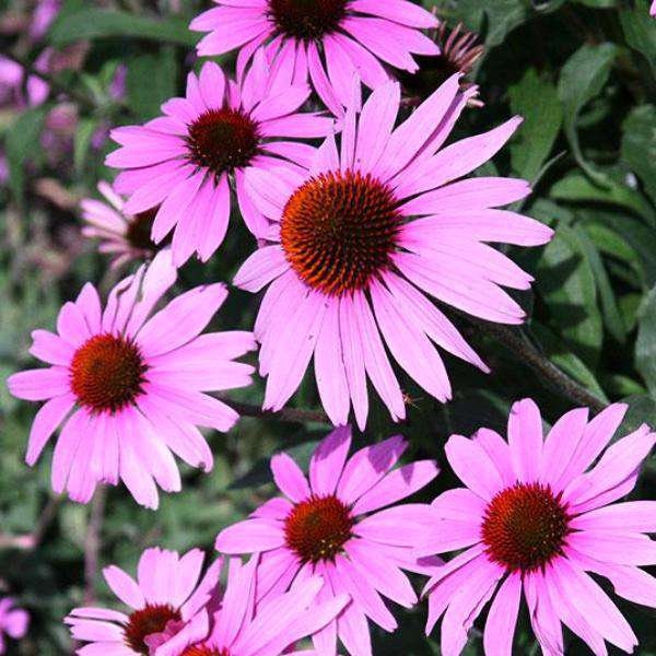 Echinacea (Coneflower)