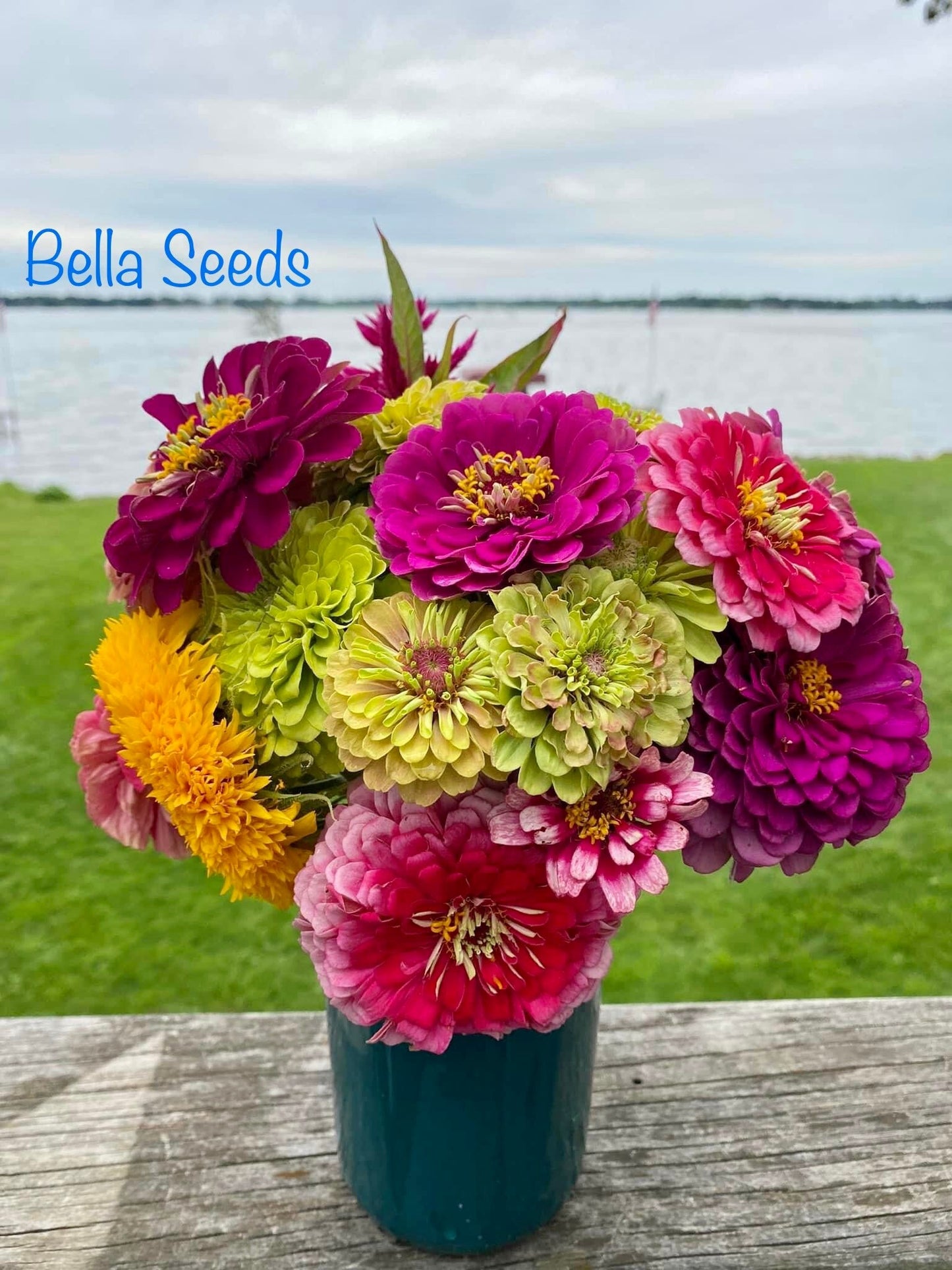 Zinnia Queen Mix