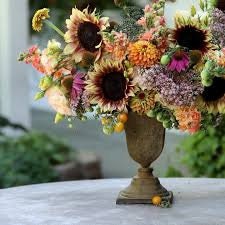 Sunflower Procut Plum
