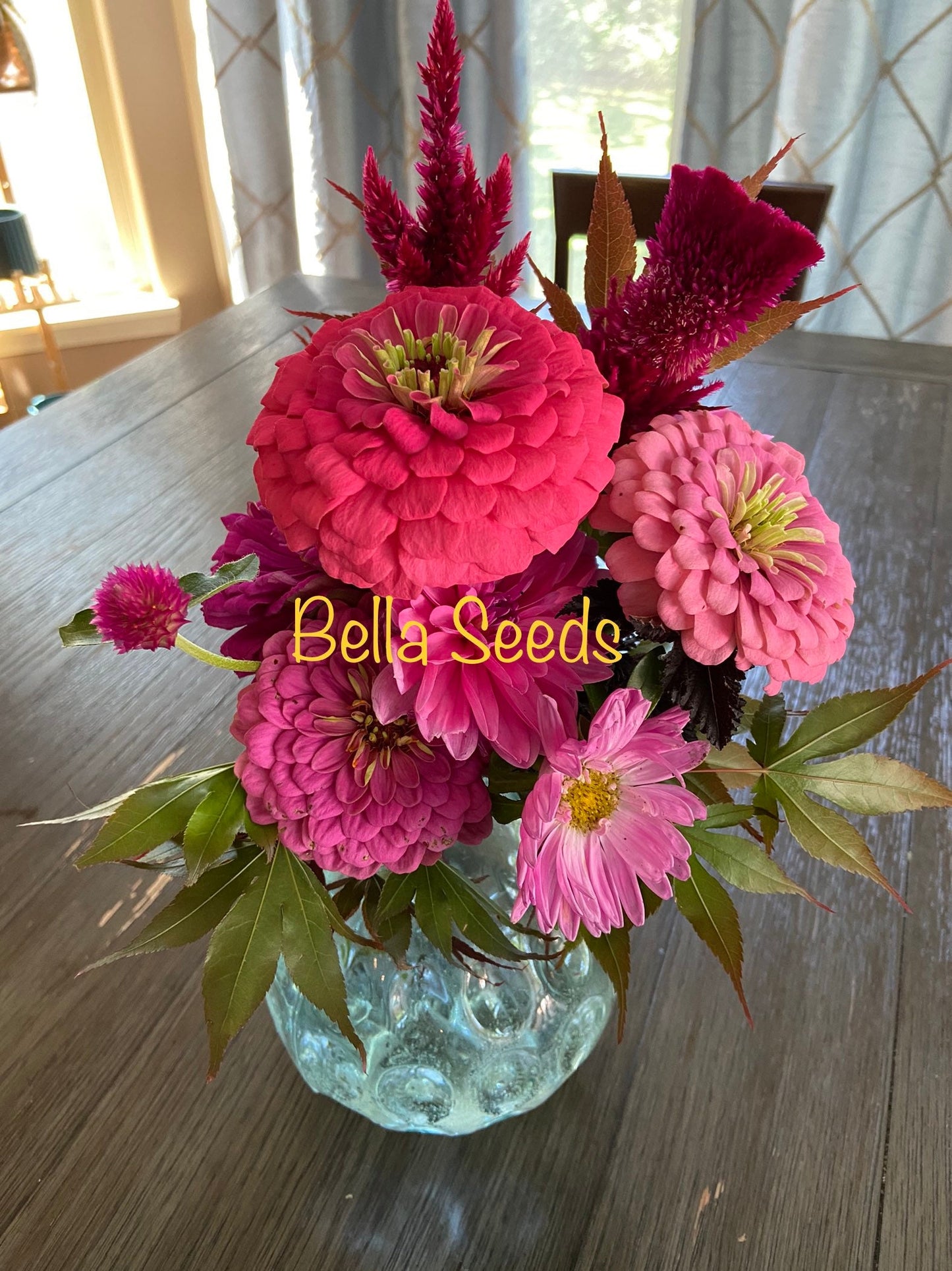 Zinnia Benary's Giant Bright Coral
