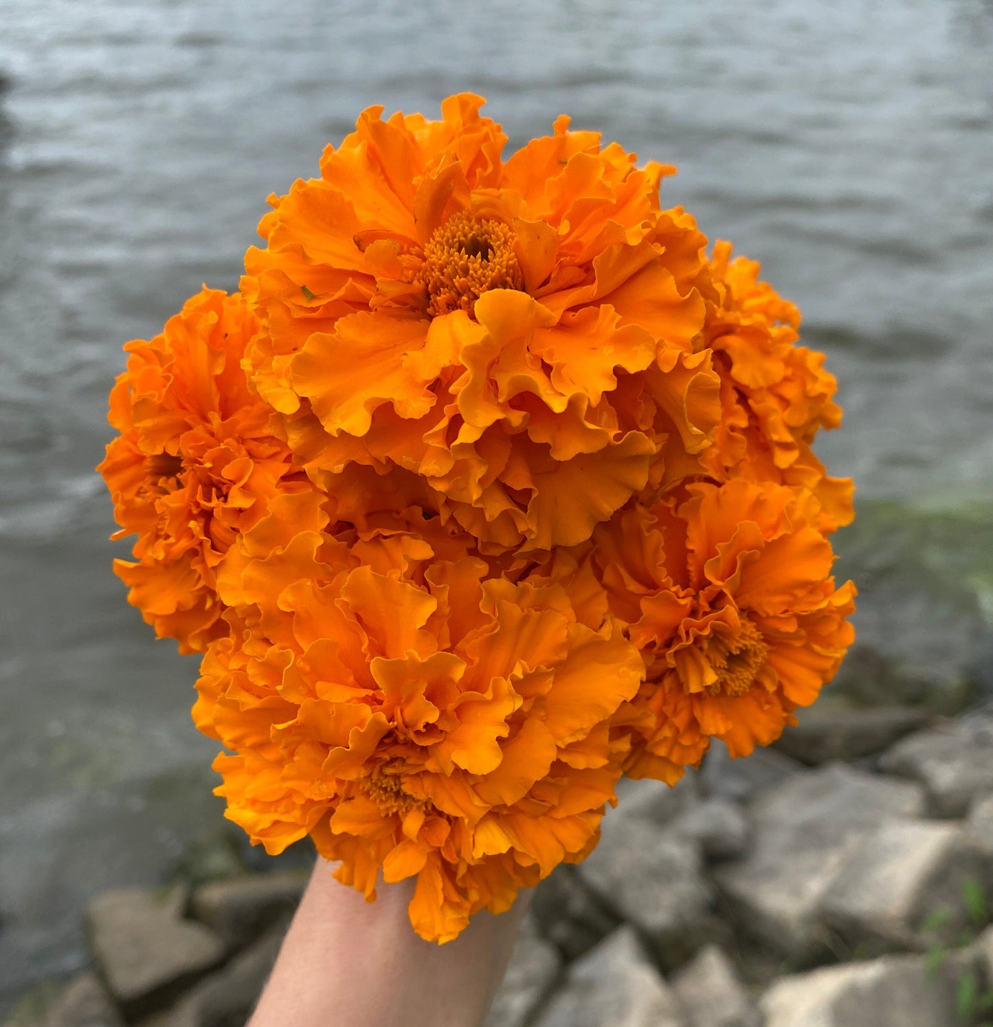 Marigold American Orangeade