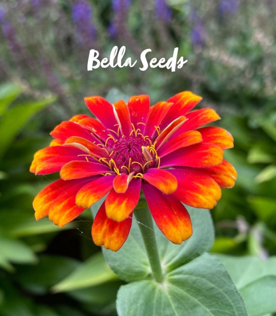 Zinnia Whirligig Mix