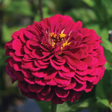 Zinnia Benary's Giant Wine