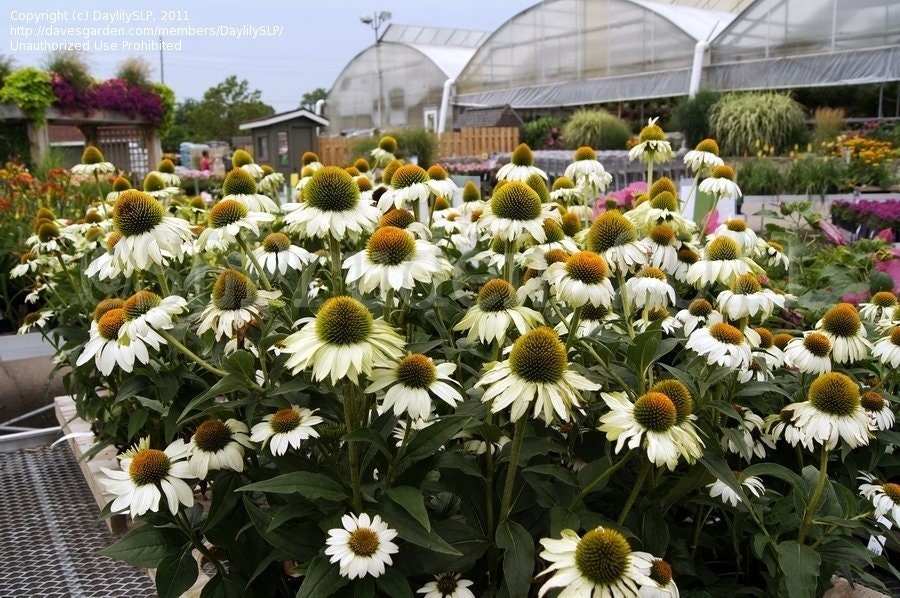 Echinacea (Coneflower) Primadonna White