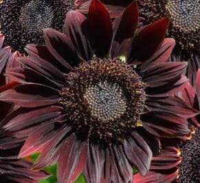 Sunflower Chocolate Cherry