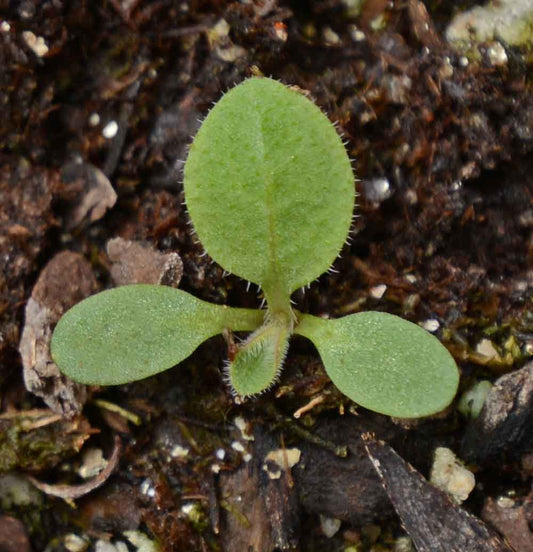 Rudbeckia Marmalade