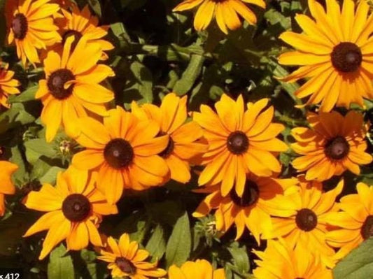 Rudbeckia Marmalade