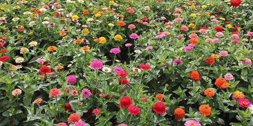 Zinnia Candy Mix