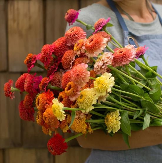 Zinnia Candy Mix