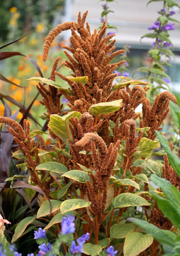 Amaranth Hot Biscuits